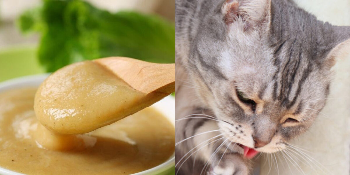 Μπορούν οι γάτες να φάνε παιδική τροφή; Εγκεκριμένα από κτηνίατρο στοιχεία & οδηγίες ασφαλείας