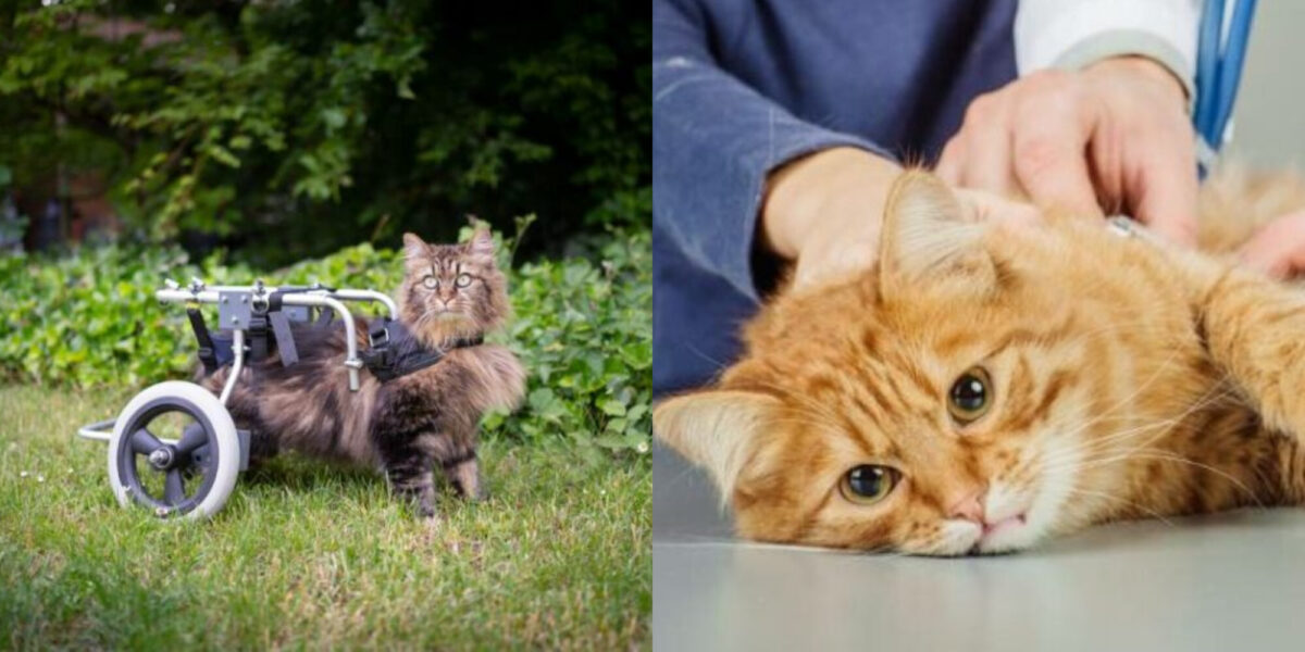 Μπορεί μια γάτα να ανακάμψει από παράλυση του πίσω ποδιού; Κτηνίατρος μας εξηγεί
