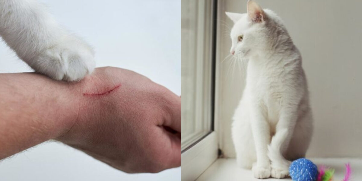Πώς να αντιμετωπίσετε μια γρατζουνιά γάτας: 8 συμβουλές εγκεκριμένες από κτηνίατρο
