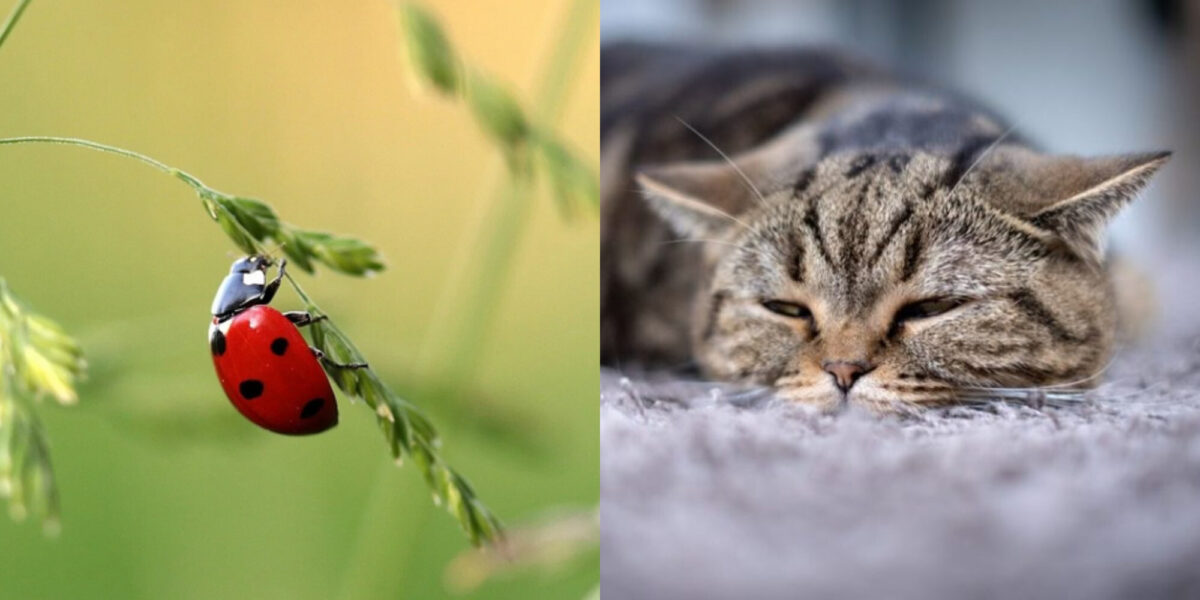 Είναι οι πασχαλίτσες δηλητηριώδεις για τις γάτες; Κρατήστε τη γάτα σας ασφαλή