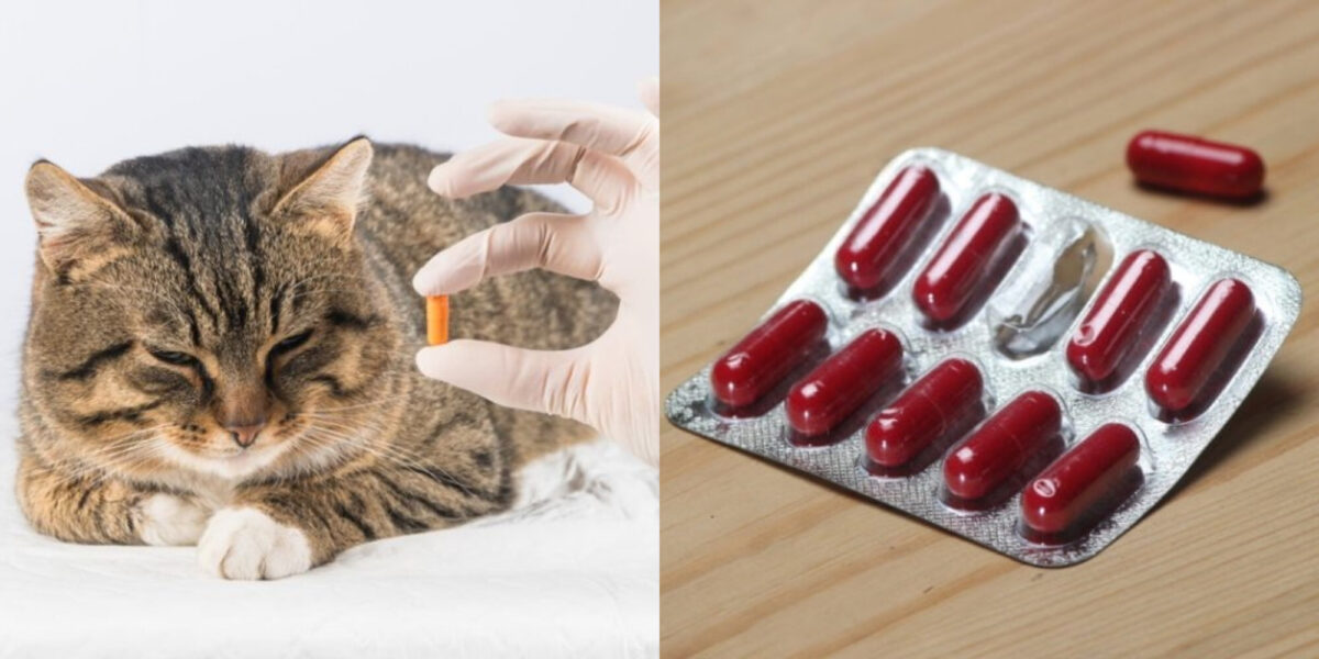 Τα αντιβιοτικά κάνουν τις γάτες να νυστάζουν; Παρενέργειες & Συχνές ερωτήσεις για αντιβιοτικά γάτας