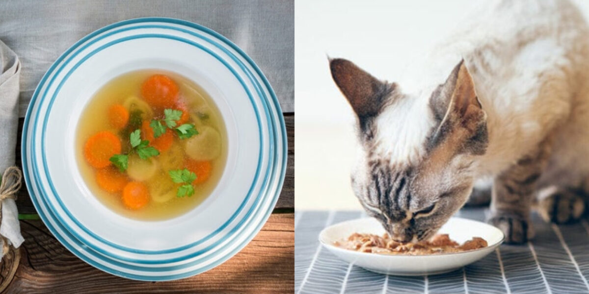 Μπορούν οι γάτες να φάνε σούπα; Χρήσιμες πληροφορίες & οδηγός ασφαλείας