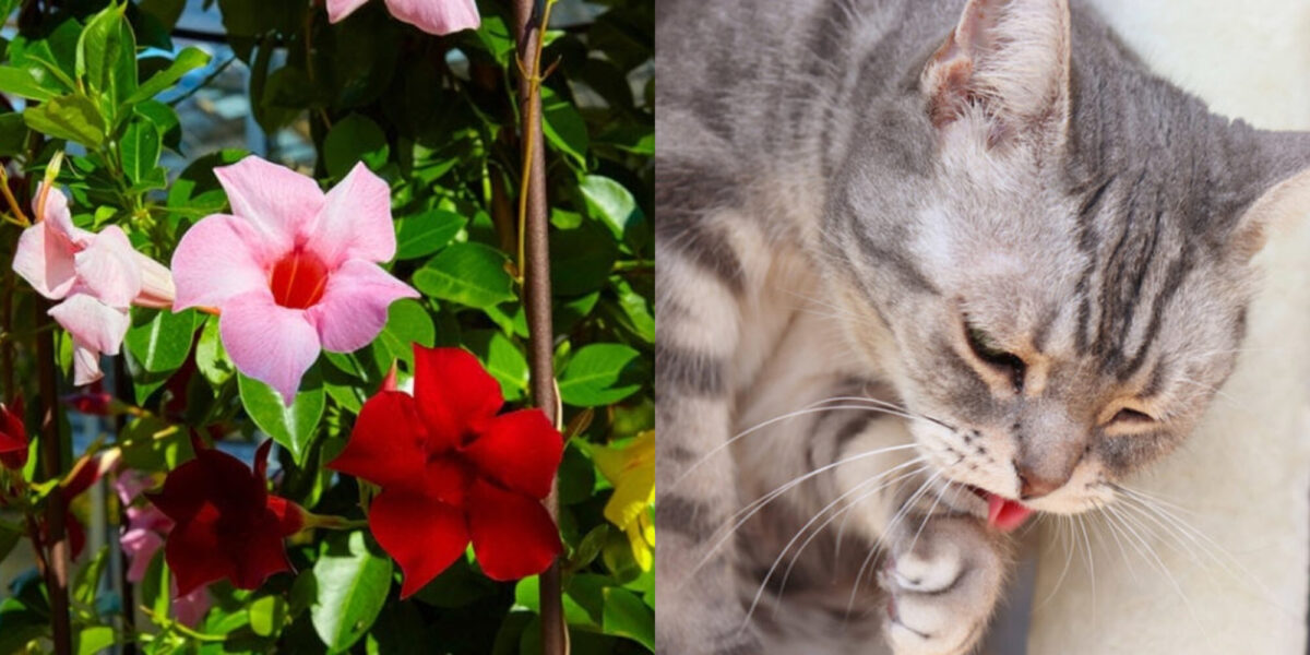 Είναι το γιασεμί τοξικό για τις γάτες; 10 είδη και η τοξικότητά τους