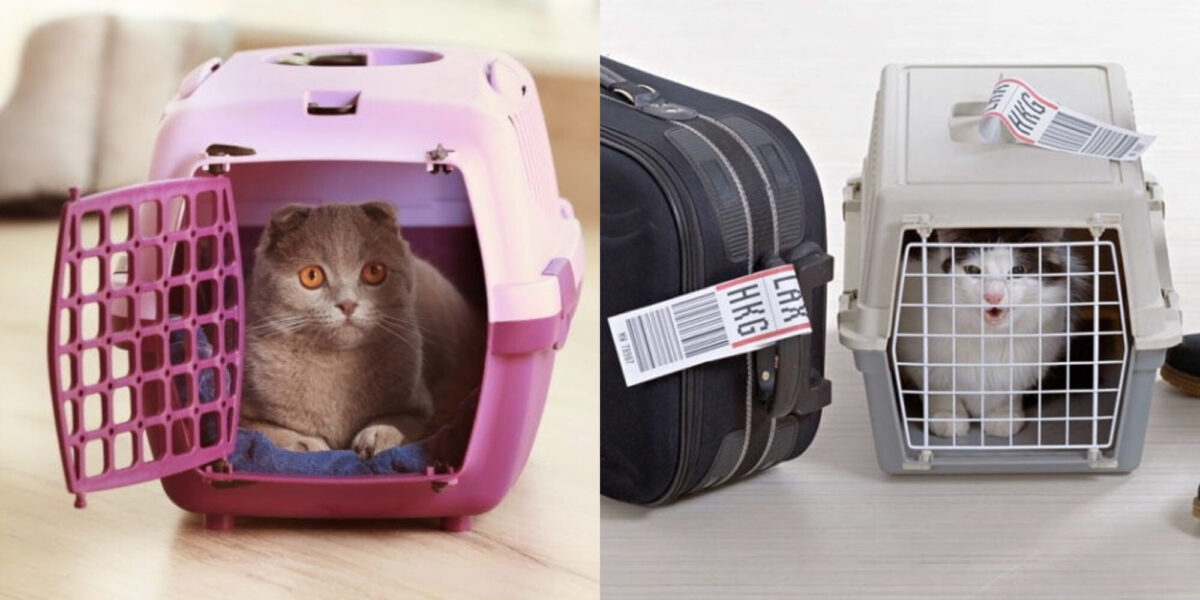 Πώς κάνουν οι γάτες την ανάγκη τους στο αεροπλάνο; Τι πρέπει να γνωρίζετε