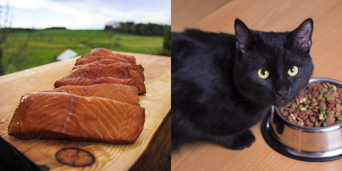 Μπορούν οι γάτες να τρώνε ωμό ψάρι; Τι πρέπει να γνωρίζετε!