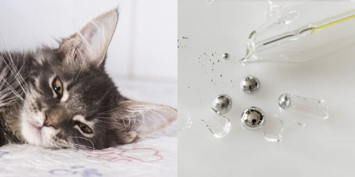 Δηλητηρίαση από υδράργυρο στις γάτες: Αίτια, συμπτώματα και θεραπεία