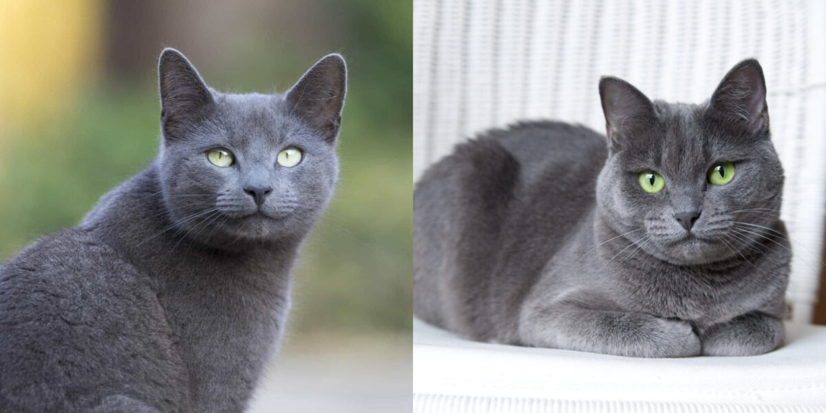 Russian Blue: Είναι έξυπνες, τρυφερές και πιστές γάτες- Ας τις γνωρίσουμε