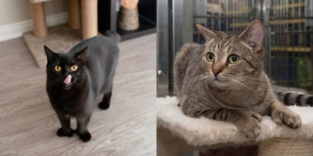 144 Μοναδικά ονόματα για την πολυδάκτυλη γάτα σας: Ιδέες για ασυνήθιστες γάτες