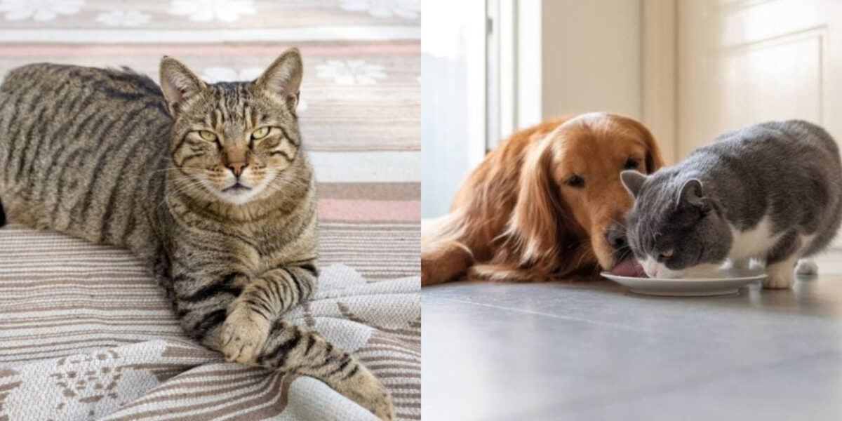 Οι γάτες γερνούν όπως οι σκύλοι; Εξήγηση από κτηνίατρο