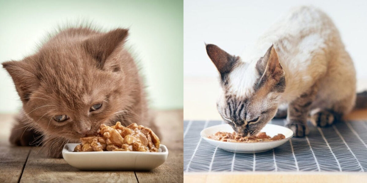 Πως επηρεάζει η υγρή τροφή τις γάτες; Εγκεκριμένα από κτηνίατρο στοιχεία για το πεπτικό σύστημα