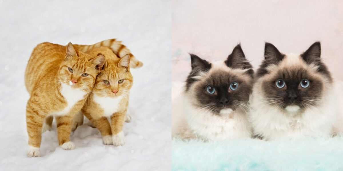 100+ ονόματα για δίδυμες γάτες: Οι καλύτερες επιλογές για τις γάτες σας 