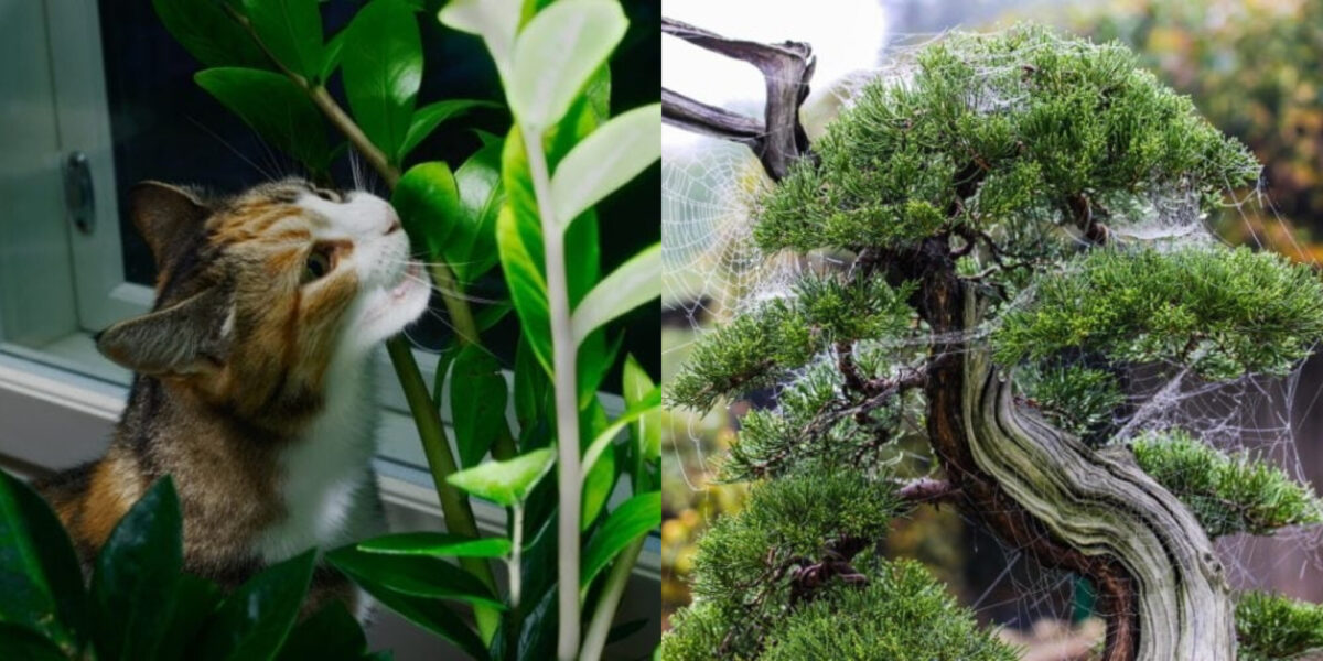 Είναι τα φυτά μπονσάι δηλητηριώδη για τις γάτες; Κίνδυνοι & συμβουλές ασφαλείας