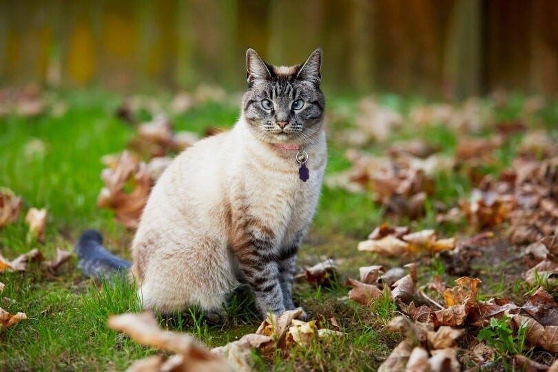 Γνωρίστε την φυλή Lynx Point Siamese: Χαρακτηριστικά, διατροφή και όσα πρέπει να γνωρίζετε