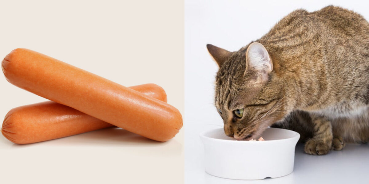Μπορούν οι γάτες να φάνε χοτ ντογκ; Πληροφορίες από κτηνίατρο