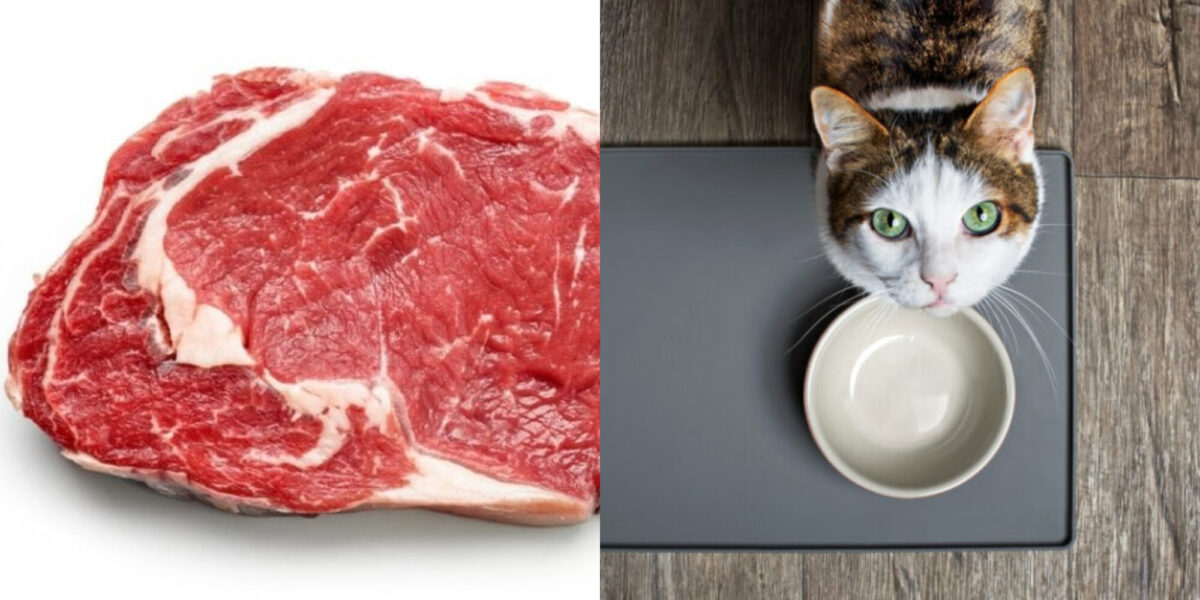 Μπορούν οι γάτες να φάνε μπριζόλα; Εγκεκριμένες από κτηνίατρο οδηγίες υγείας και διατροφής