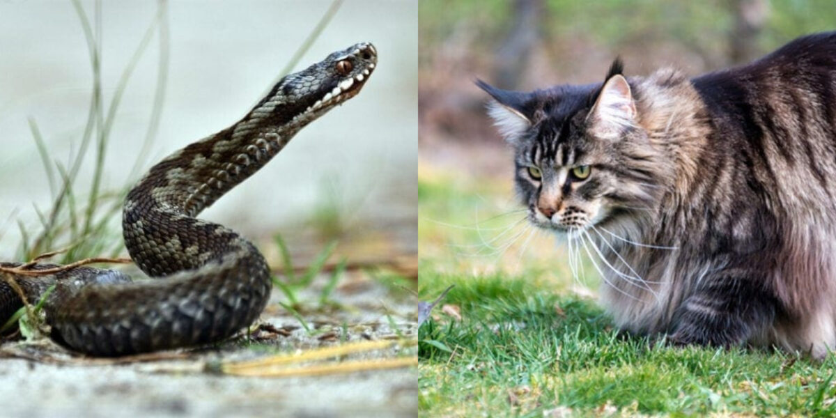 Οι γάτες απομακρύνουν τα φίδια; – Χρήσιμες πληροφορίες