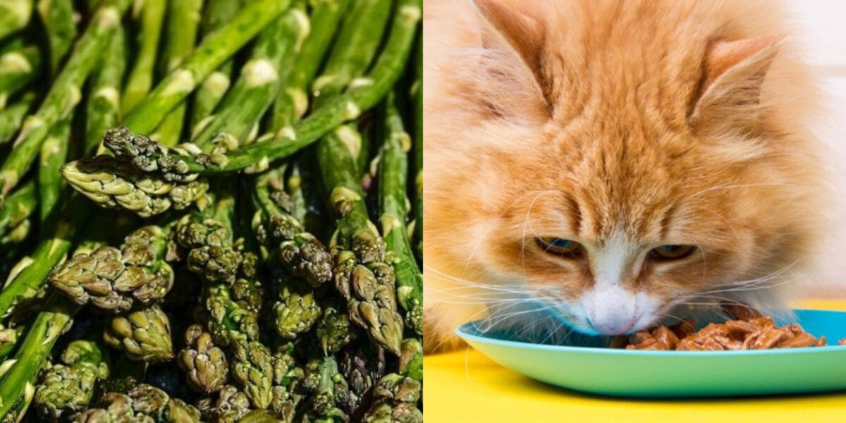 Μπορούν οι γάτες να φάνε σπαράγγια; Πληροφορίες που έχουν αξιολογηθεί από κτηνίατρο