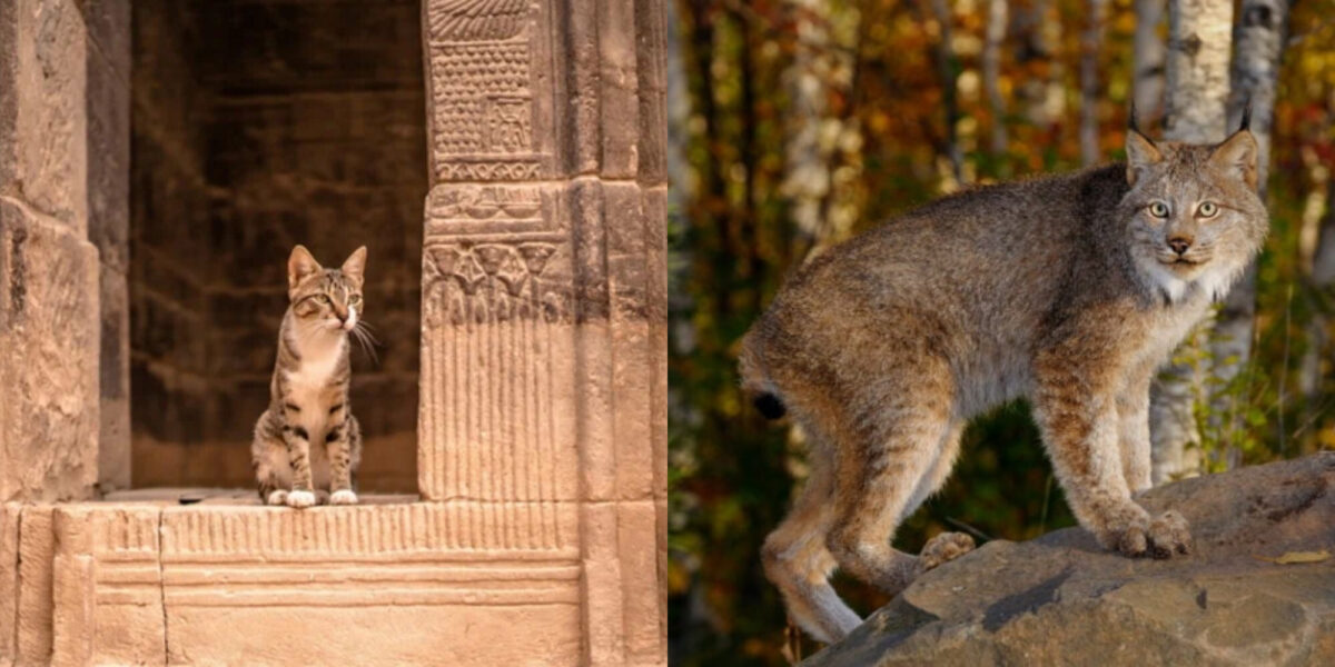 Ιστορίες με γάτες:  25 διάσημες γάτες από τη μυθολογία