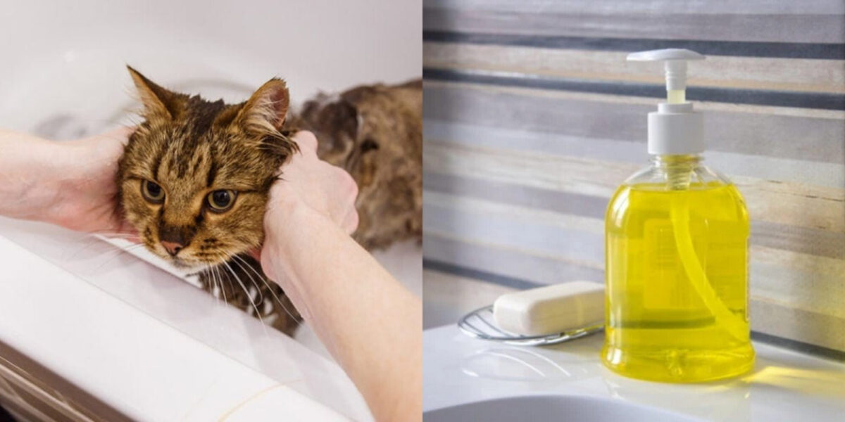 Υγεία γάτας: Είναι το σαπούνι χεριών τοξικό για τις γάτες & είναι αποτελεσματικό για τον καθαρισμό;