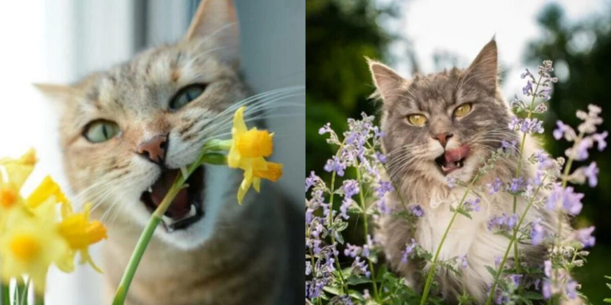 Γιατί αρέσει στις γάτες να τρώνε λουλούδια; Αυτοί είναι οι 4 πιθανοί λόγοι