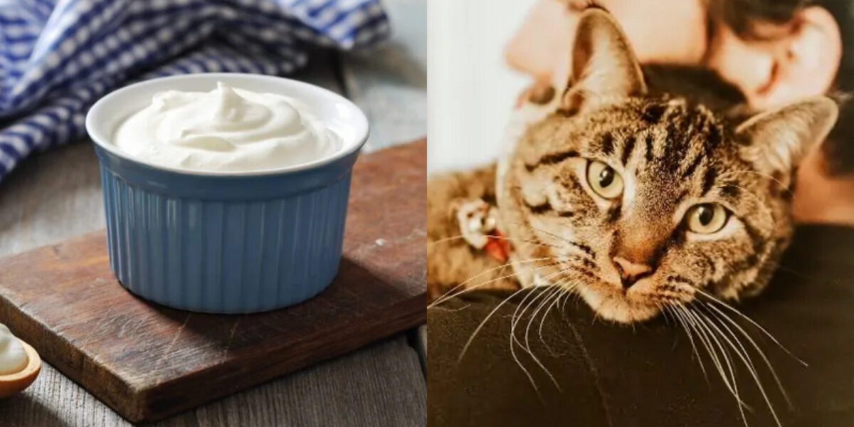 Μπορούν οι γάτες να φάνε γιαούρτι; Εγκεκριμένες από κτηνίατρο πληροφορίες & οδηγός ασφάλειας
