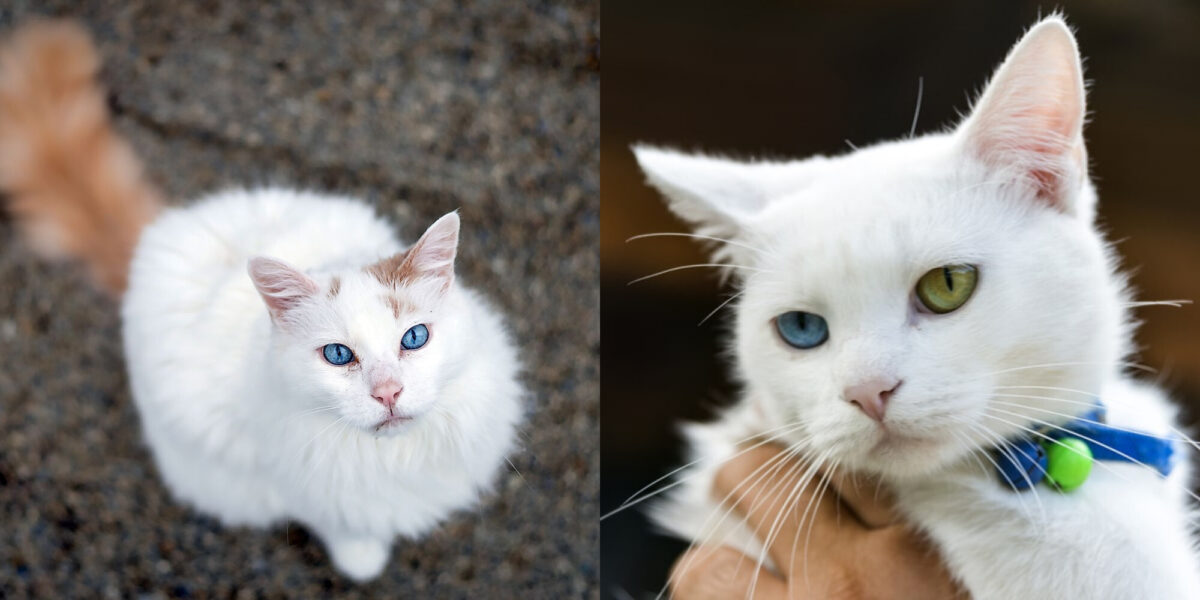 8 Προβλήματα υγείας της γάτας Turkish Van: Πρόληψη & Θεραπεία