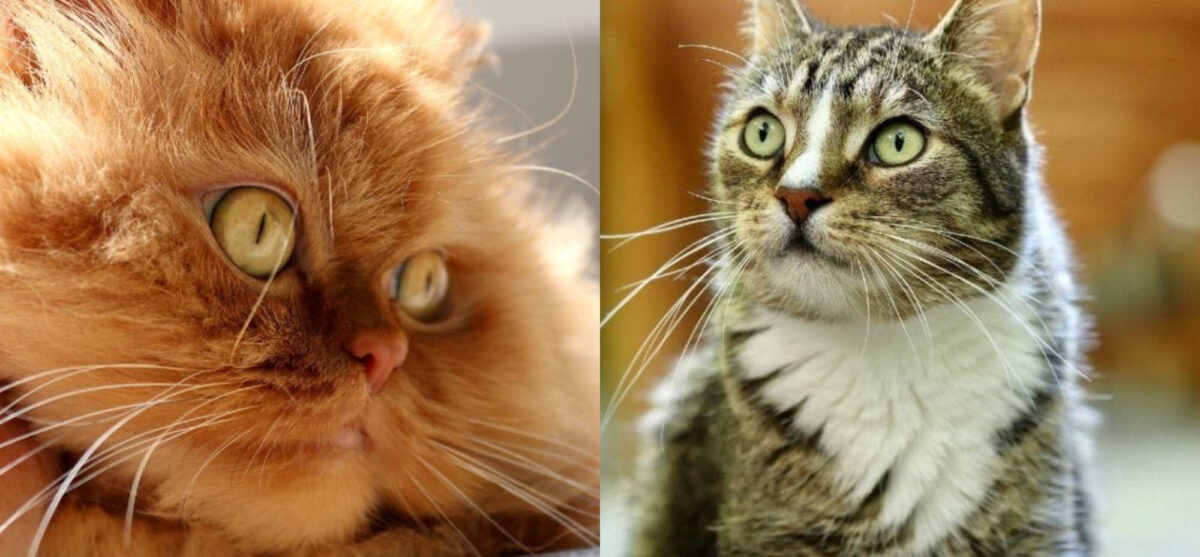 Οι γάτες νιώθουν πόνο στα μουστάκια τους; Ένας κτηνίατρός μας εξηγεί