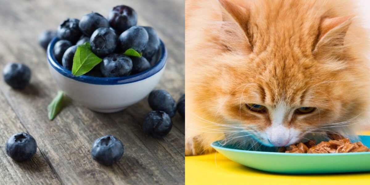 10 καλύτερες υπερτροφές για γάτες: Για να διατηρήσετε τη γάτα σας υγιή και ευτυχισμένη!