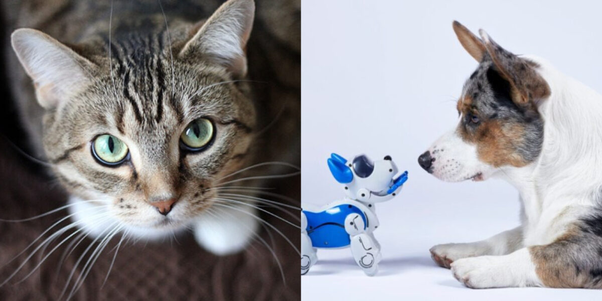 Πώς μπορεί η τεχνητή νοημοσύνη να βοηθήσει τους σκύλους, τις γάτες και άλλα κατοικίδια; Ενδιαφέρουσες πληροφορίες