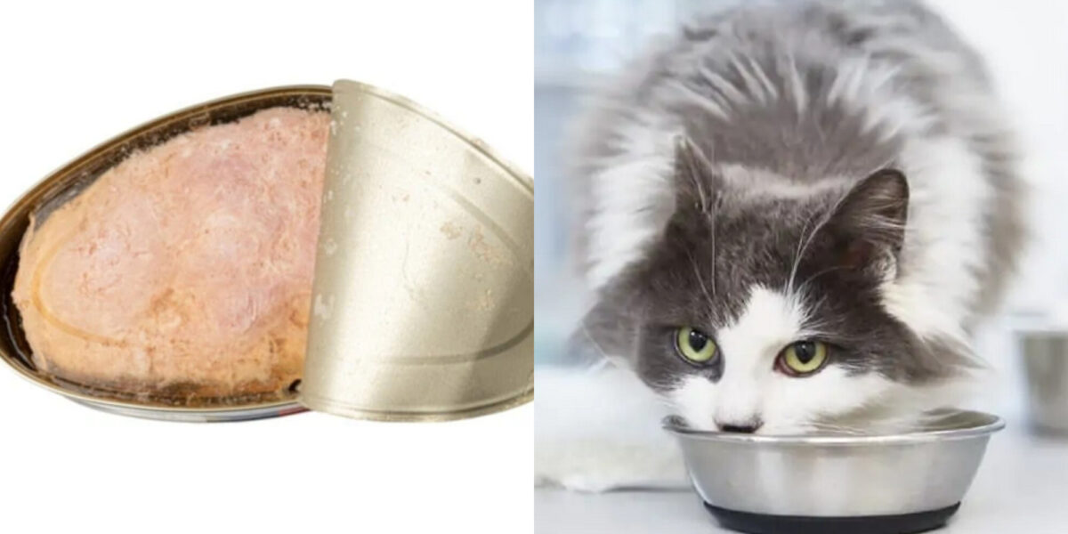 Μπορούν οι γάτες να φάνε κρέας κονσέρβας; Χρήσιμες πληροφορίες & Συχνές ερωτήσεις