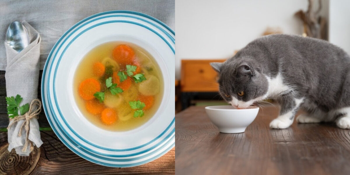 Σπιτική σούπα για γάτες: 3 Συνταγές εγκεκριμένες από τον κτηνίατρο & θρεπτικές
