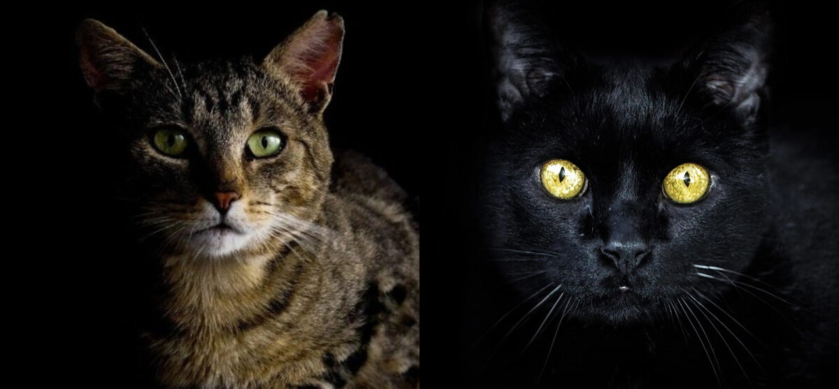 Στις γάτες αρέσει το σκοτάδι; Εξηγήσεις για τις προτιμήσεις των αιλουροειδών