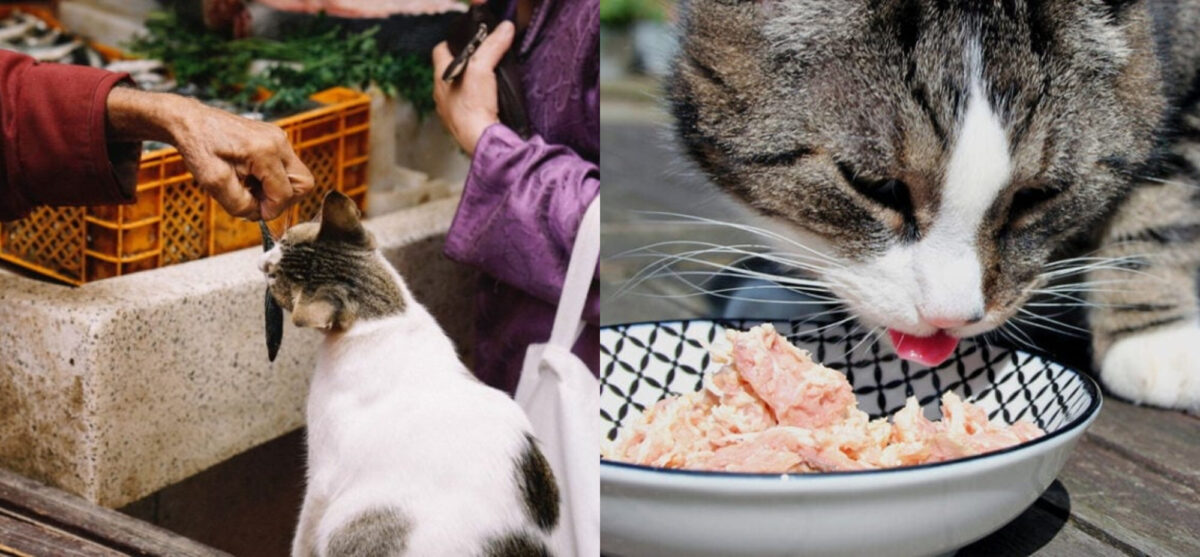 Τι είδους ψάρια μπορούν να φάνε οι γάτες; Πληροφορίες & Συχνές Ερωτήσεις που έχουν αξιολογηθεί από κτηνίατρο
