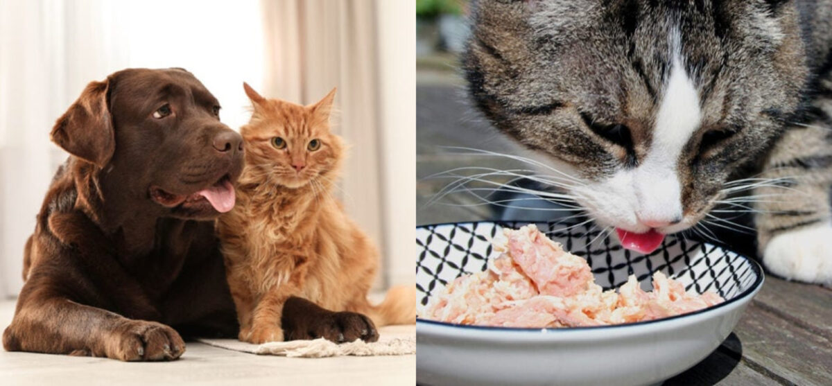 Μπορούν οι γάτες να φάνε λιχουδιές σκύλων; Διατροφικά στοιχεία & οδηγός ασφάλειας