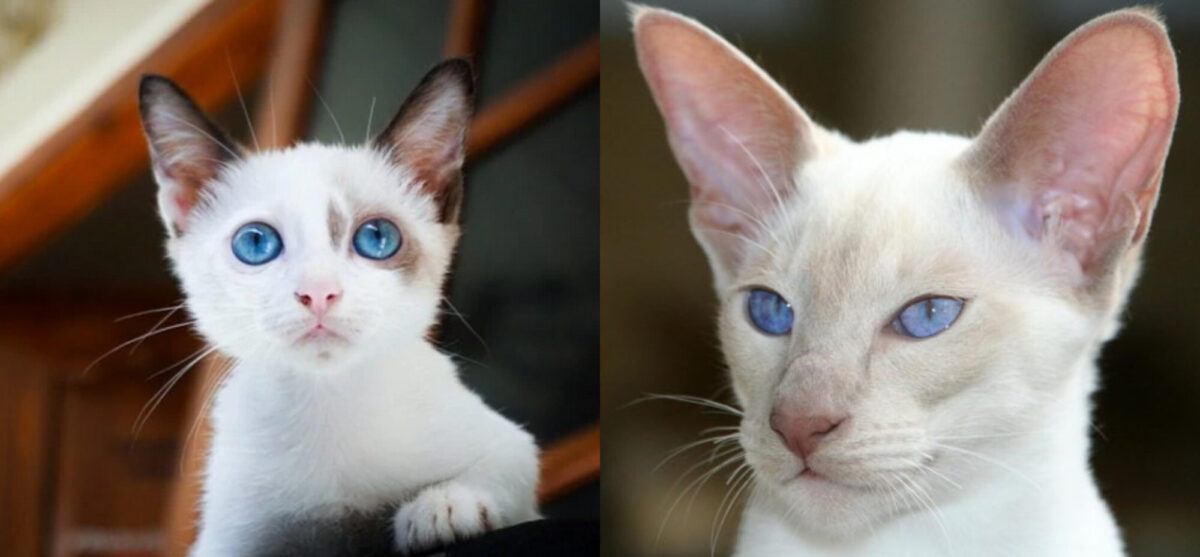 Είναι οι λευκές γάτες με μπλε μάτια κουφές; Ένας κτηνίατρός μας απαντά