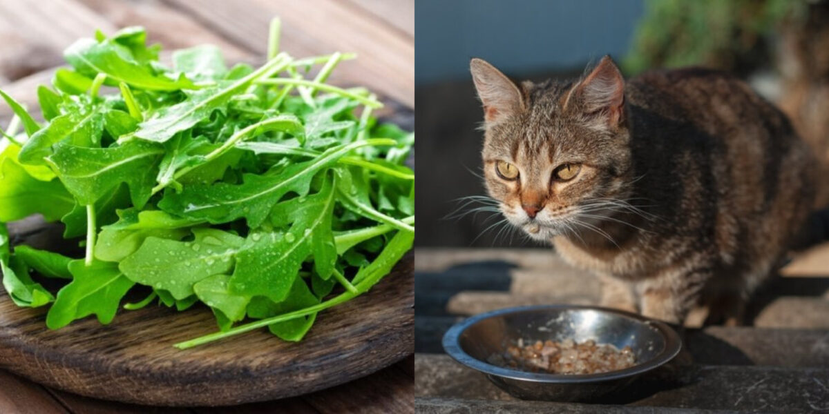 Μπορούν οι γάτες να φάνε ρόκα; Οδηγός Υγείας & Ασφάλειας που έχει αξιολογηθεί από κτηνίατρο