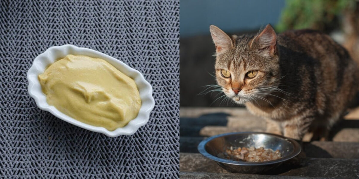 Μπορούν οι γάτες να φάνε μουστάρδα; Οδηγός υγείας και ασφάλειας που έχει αξιολογηθεί από κτηνίατρο