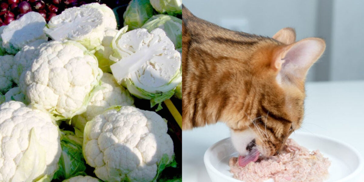 Μπορούν οι γάτες να φάνε κουνουπίδι; Τι πρέπει να γνωρίζετε!