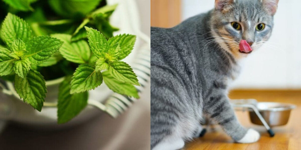 Μπορούν οι γάτες να φάνε μέντα; Διατροφικά στοιχεία & Συχνές ερωτήσεις