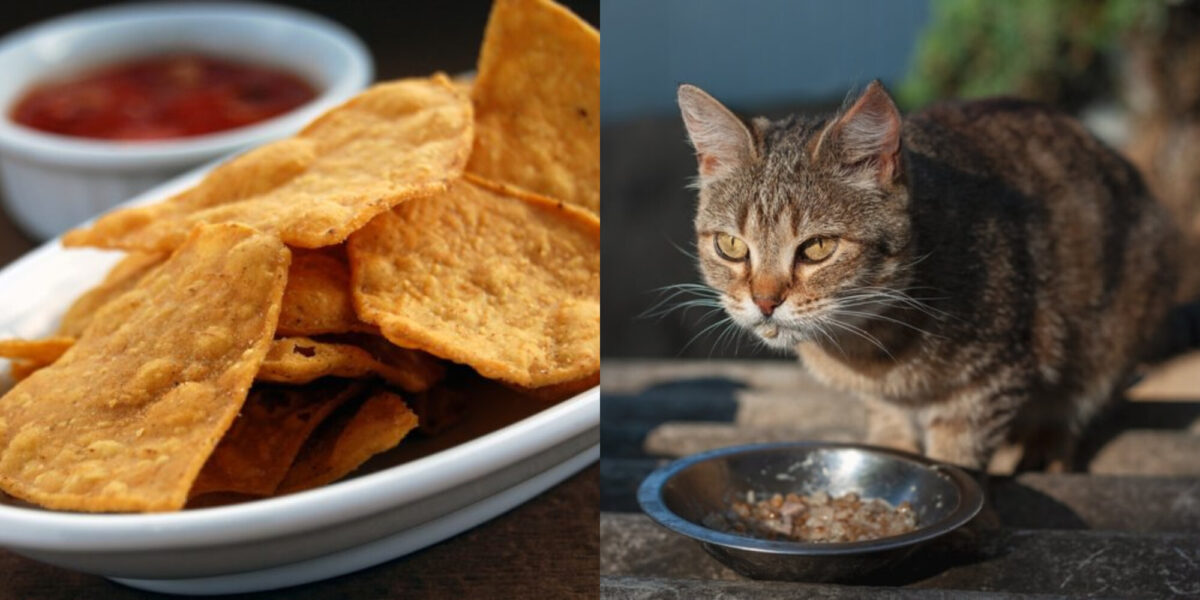 Μπορούν οι γάτες να φάνε τορτίγιες; Διατροφικά στοιχεία & οδηγός ασφάλειας